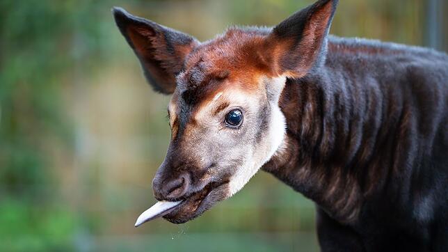 Mit dem Okapi-Kabl Makasi hat die Stuttgarter Wilhelma Nachwuchs einer gefährdeten Art.