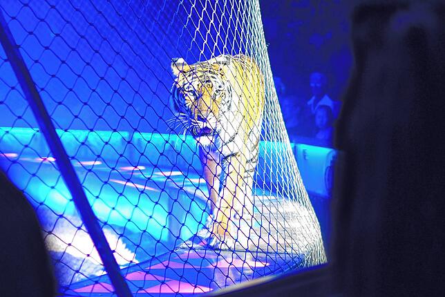 Bild 25: Circus Krone in Konstanz: Eindrücke vom glanzvollen Premierenabend der Manege – die besten Bilder!