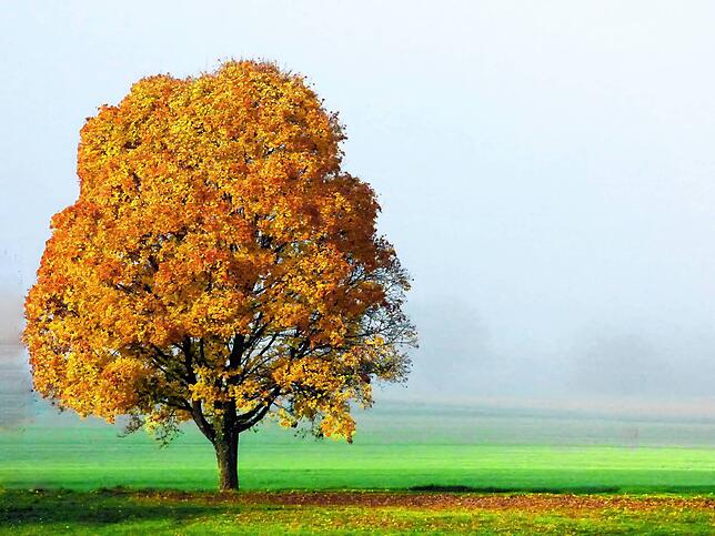 Herbstlicher Baum im Morgennebel auf einer Anhöhe nähe Waldshut aufgenommen