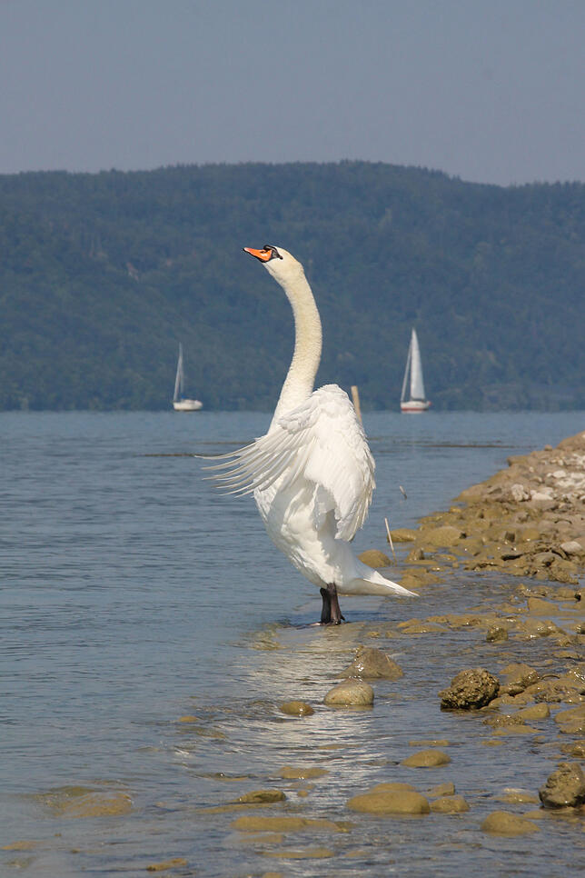 Er behauptet sein Revier: Ein weißer Schwan vor dem Uferpark.