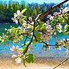 Zauberhafter Anblick im Frühling 2023: Ein blühender Baum am Ufer des Rheins bei Balm/Lottstetten.