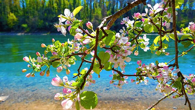 Zauberhafter Anblick im Frühling 2023: Ein blühender Baum am Ufer des Rheins bei Balm/Lottstetten.