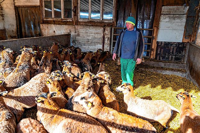 Landwirt Jürgen Moser mit seinen Kamerunschafen. Die Haltung dieser Sorte gilt als unkompliziert.