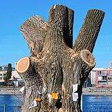 Nur noch der Öko-Torso steht vom Turnschuhbaum. (Aufnahme von Februar 2018)