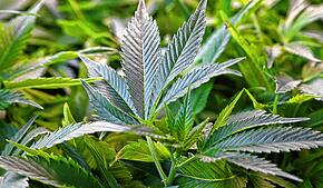 Ermittler finden tausende Marihuana-Pflanzen in Ibach und am Schluchsee. Zwei Männer sitzen jetzt in U-Haft.