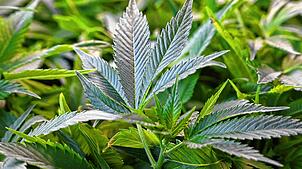 Ermittler finden tausende Marihuana-Pflanzen in Ibach und am Schluchsee. Zwei Männer sitzen jetzt in U-Haft.