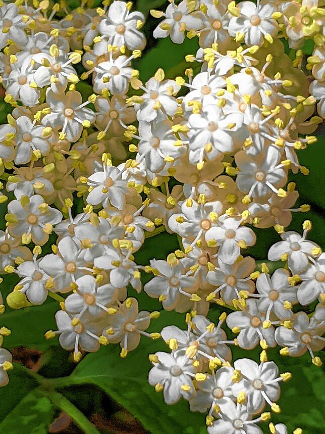 Sehen schön aus und duften: Holunderblüten