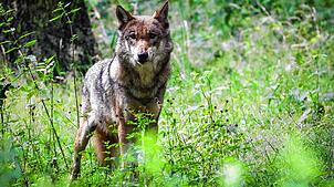 Eine ausgewachsener weiblicher Wolf. Mindestens ein solches Tier scheint auch in der Gegend bei Donaueschingen unterwegs zu sein ...