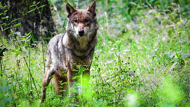 Eine ausgewachsener weiblicher Wolf. Mindestens ein solches Tier scheint auch in der Gegend bei Donaueschingen unterwegs zu sein ...