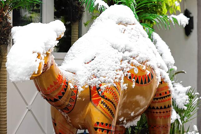 Bild 4: Wintereinbruch in Radolfzell: Die schönsten Bilder vom ersten Schnee