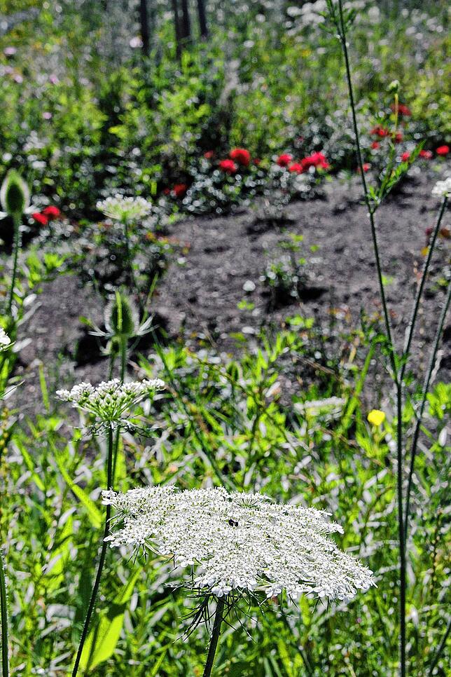 Bild 36: Bilder vom Villinger Hubenloch und dem Rosengarten