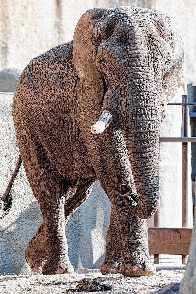 Ein echtes Schwergewicht: Tusker wiegt mehr als sechs Tonnen.