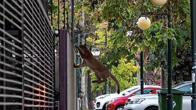 Ein Puma springt in Santiago, Chile, über eine Mauer in einem Wohngebiet.