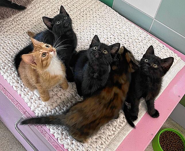 Im Tierheim Radolfzell kümmerte sich das Team in diesem Jahr um zahlreiche Kitten – auch diese hier, für die über den SÜDKURIER ein ...