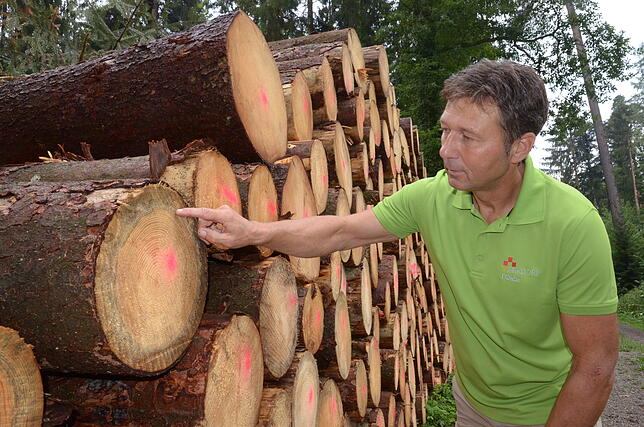 Stadtförster Jörn Burger zeigt die typische Blauverfärbung an vom Borkenkäfern befallenen Stämmen.