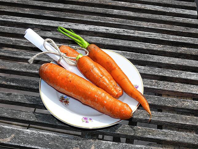 Sieht nicht nur für Hasen gesund aus. Sind die Ritter fündig geworden, dürfen sie vielleicht auch naschen.