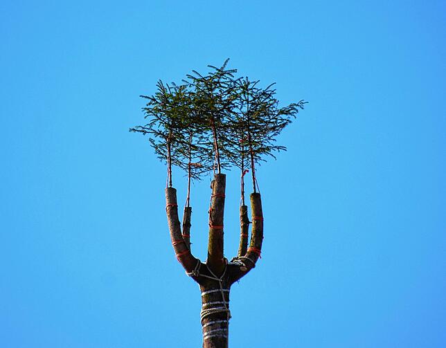 Bild 14: Bilder von der Narrenbaumaktion der Stockacher Zimmerergilde am Schmotzigen Dunschtig: Jetzt ist der Baum der Stammbaum aller Narren