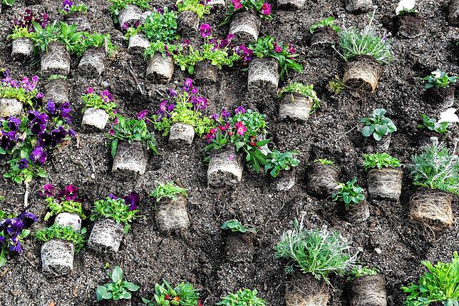 Diese Exemplare warten ohne ihre Töpfchen auf die fachkundigen Hände der Gartenbauer, die sie in die Erde bringen. Bis zur Eröffnung im ...