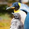 Niedlich: Der kleine Königspinguin im Basler Zoo.