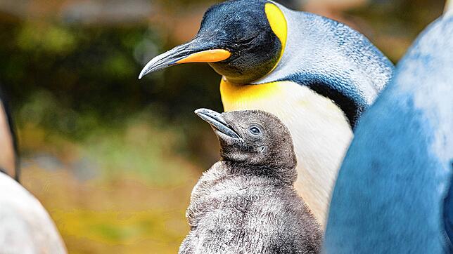 Niedlich: Der kleine Königspinguin im Basler Zoo.