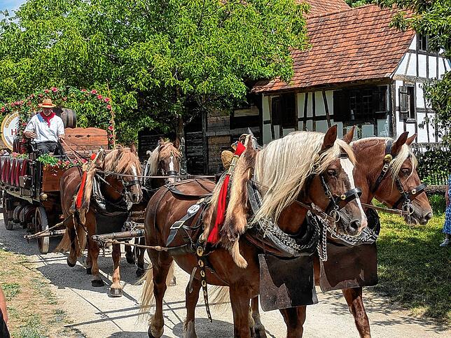 Der vierspännige Brauereiwagen.