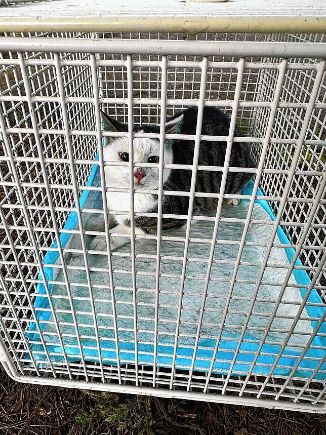 In solchen Lebendfallen werden die Katzen eingefangen, das sei die für die Tiere am besten verträgliche Methode.