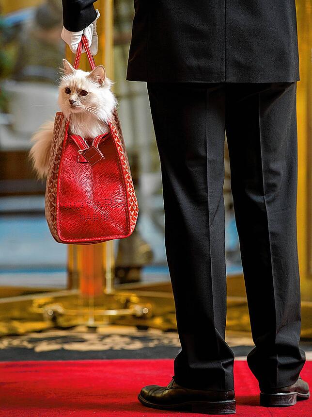 Luxusgeschöpf: Kléopatre lässt sich gern tragen. Die Tasche muss freilich edel sein.