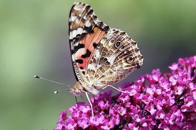 Es ist zwar keine hier heimische Pflanze, aber Schmetterlinge lieben den Sommerflieder trotzdem.
