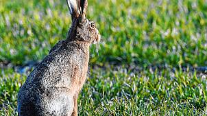 Im Landkreis Sigmaringen wurde die Hasenpest nachgewiesen.