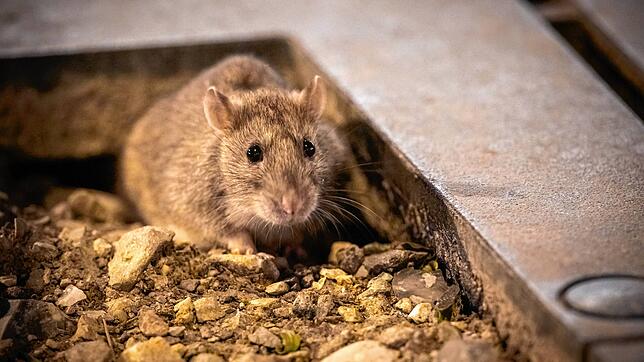 Eine Ratte verlässt ihr Versteck. In Gottmadingen melden Bürger, dass in letzter Zeit verstärkt Ratten zu sehen sein sollen. Hat die ...