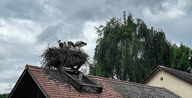 Storchenfamilie auf Dach am Affenberg bei Salem.