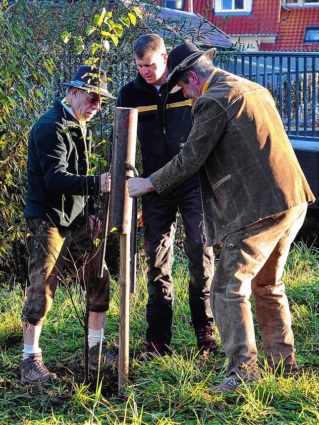 Hansi März (links) und Rudi Schmid (rechts) setzen zusammen mit Förster Reinhard Merz die Douglasie bei der Weinstubenbrücke.