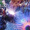 Im Großaquarium gibt es viel zu entdecken, etwa Seeanemonen.