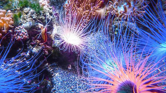 Im Großaquarium gibt es viel zu entdecken, etwa Seeanemonen.