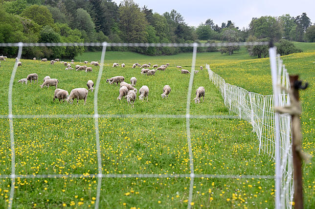 Schafe stehen auf einer Weide, die von einem elektrischen Herdenschutzzaun eingezäunt ist.
