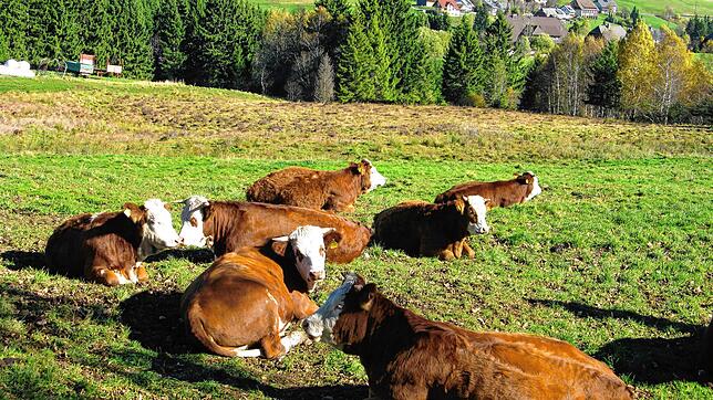 Die EZG Bio-Weiderind vermarktet immer mehr Tiere. Bild: Ulrike Spiegelhalter