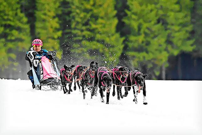 Vollen Einsatz müssen nicht nur die Hunde vor, sondern auch der Musher auf dem Gespann zeigen.
