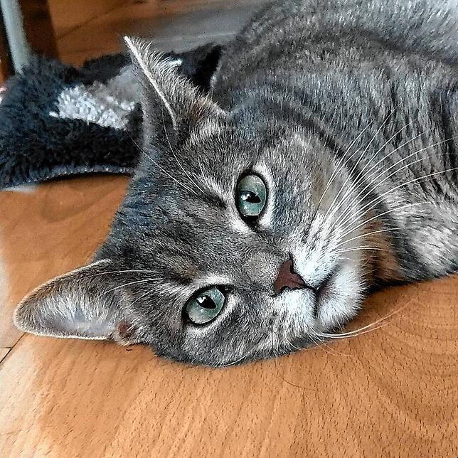 Kater Mutzi.