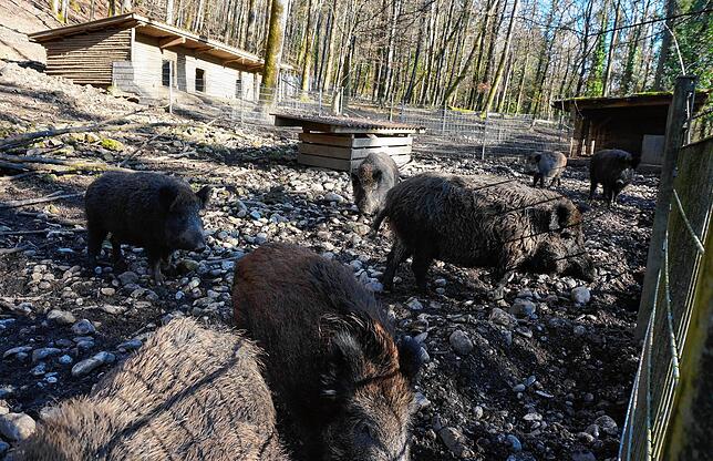 Die Wildschweine im Wildgehege erhalten eine neue Anlage und müssen kurz ins untere Gehege umziehen.