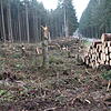 Große Waldschäden haben die Stürme Anfang des Jahres bei Unteralpfen verursacht. Hier konnte das Holz noch rechtzeitig aufgearbeitet werden.