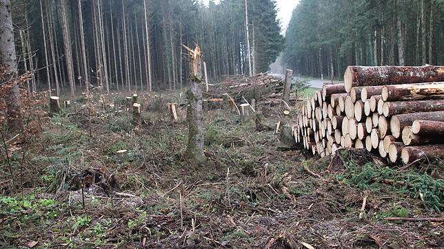 Große Waldschäden haben die Stürme Anfang des Jahres bei Unteralpfen verursacht. Hier konnte das Holz noch rechtzeitig aufgearbeitet werden.