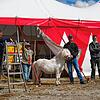 Das neue Zirkuszelt für die Tiere steht beim Circus Renz schon (von links): Armin Höfler, Johann und Dustin Renz, sowie Georg Häußler. ...