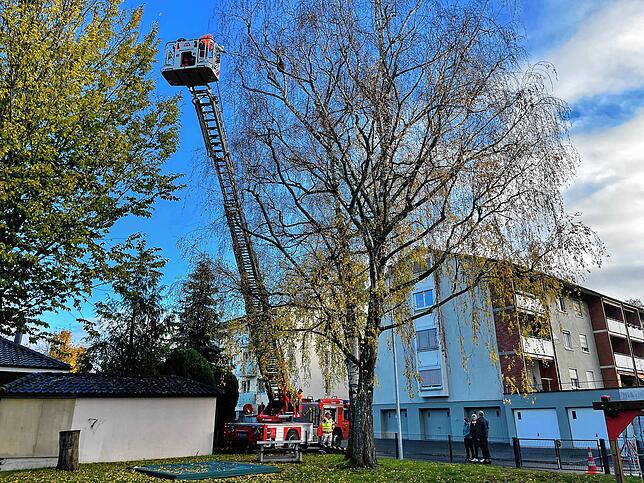 In der Baumkrone besprühen die beiden Schädlingsbekämpfer den Klumpen aus einiger Entfernung mit Insektizid.
