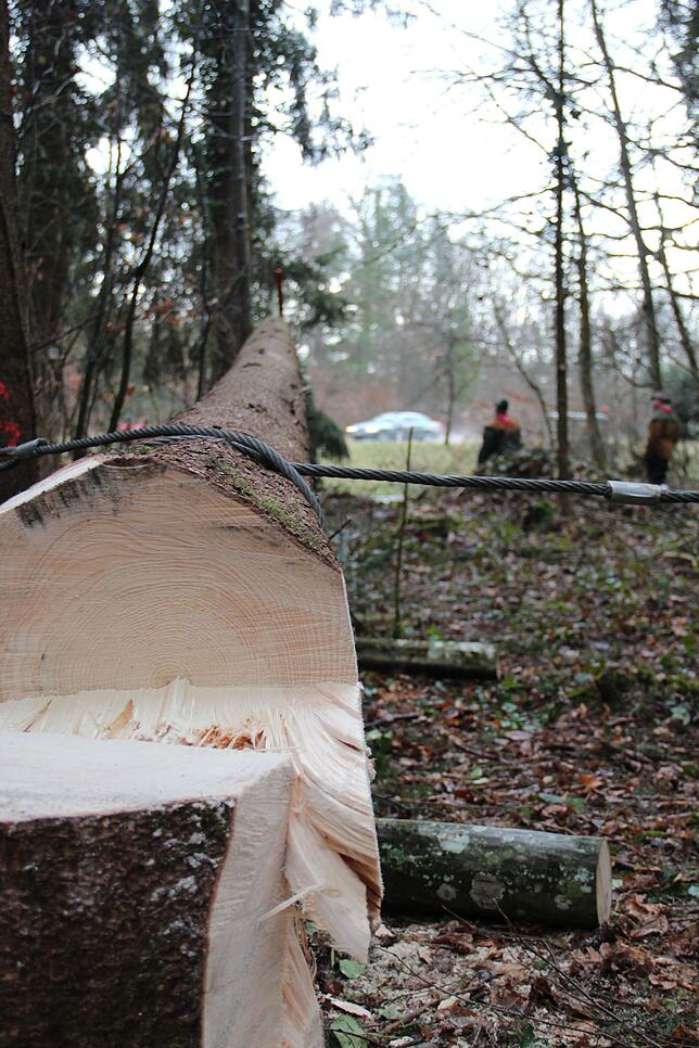 Bild 5: So kommt der Narrenbaum vom Wald in die Stadt