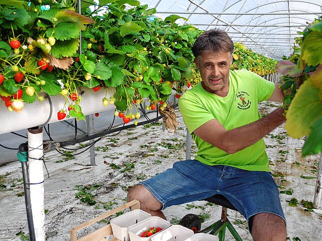 Erich Pfleghaar setzt zur Schädlingsbekämpfung bei den Erdbeeren Nützlinge ein. Er ist gespannt, ob Kunden die notwendigen ...