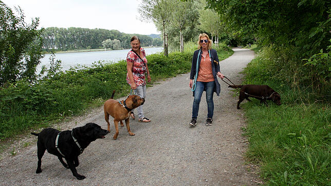 Auch die Hunde wollen mal baden. Andrea Kienzle-Angelidis (links) und Brigitte Maierhofer (rechts) suchen schon ruhige Stellen am Rhein ...