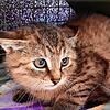 Eine streunende Katze in einem Transportkäfig: So bringen die Tierschützer die Katzen in die Tierarztpraxen, wo sie kastriert werden. ...