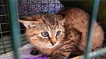 Eine streunende Katze in einem Transportkäfig: So bringen die Tierschützer die Katzen in die Tierarztpraxen, wo sie kastriert werden. ...