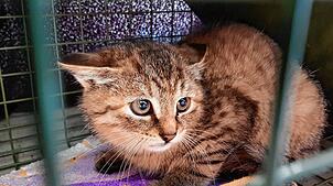 Eine streunende Katze in einem Transportkäfig: So bringen die Tierschützer die Katzen in die Tierarztpraxen, wo sie kastriert werden. ...
