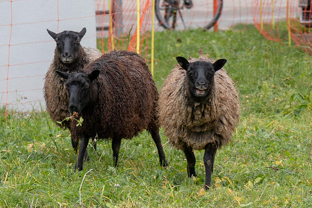 "Määääh!" So lecker wie das Lauchringer Gras auch ist, Ilona, Ilania und Ilonia begrüßen jeden persönlich.